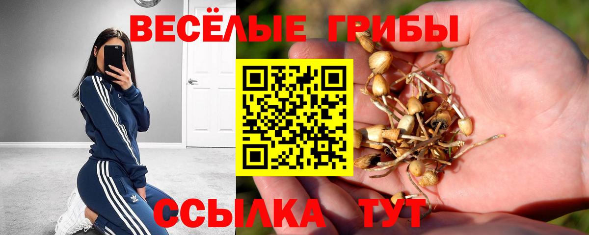 Галлюциногенные грибы Cubensis Сланцы